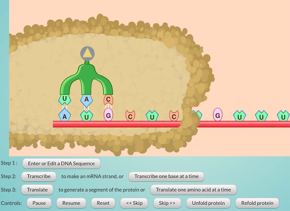 Protein synthesis simulation.