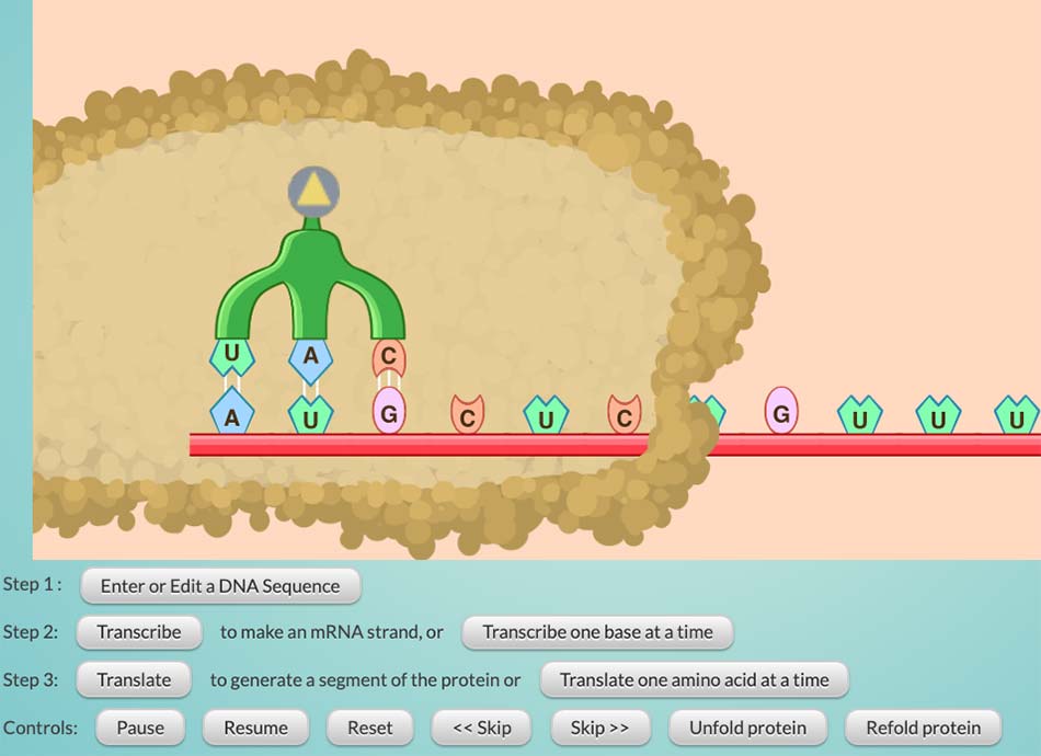 A protein with a dual role: Both repair and mutation