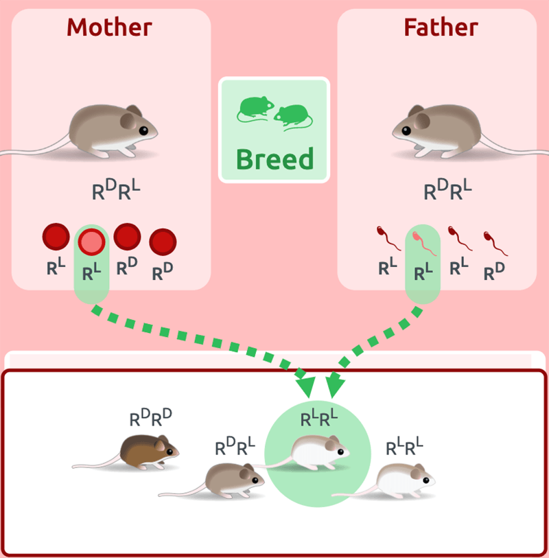 Tracing gametes from parents to offspring.